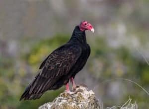 Turkey Vulture