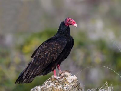 A Vulture