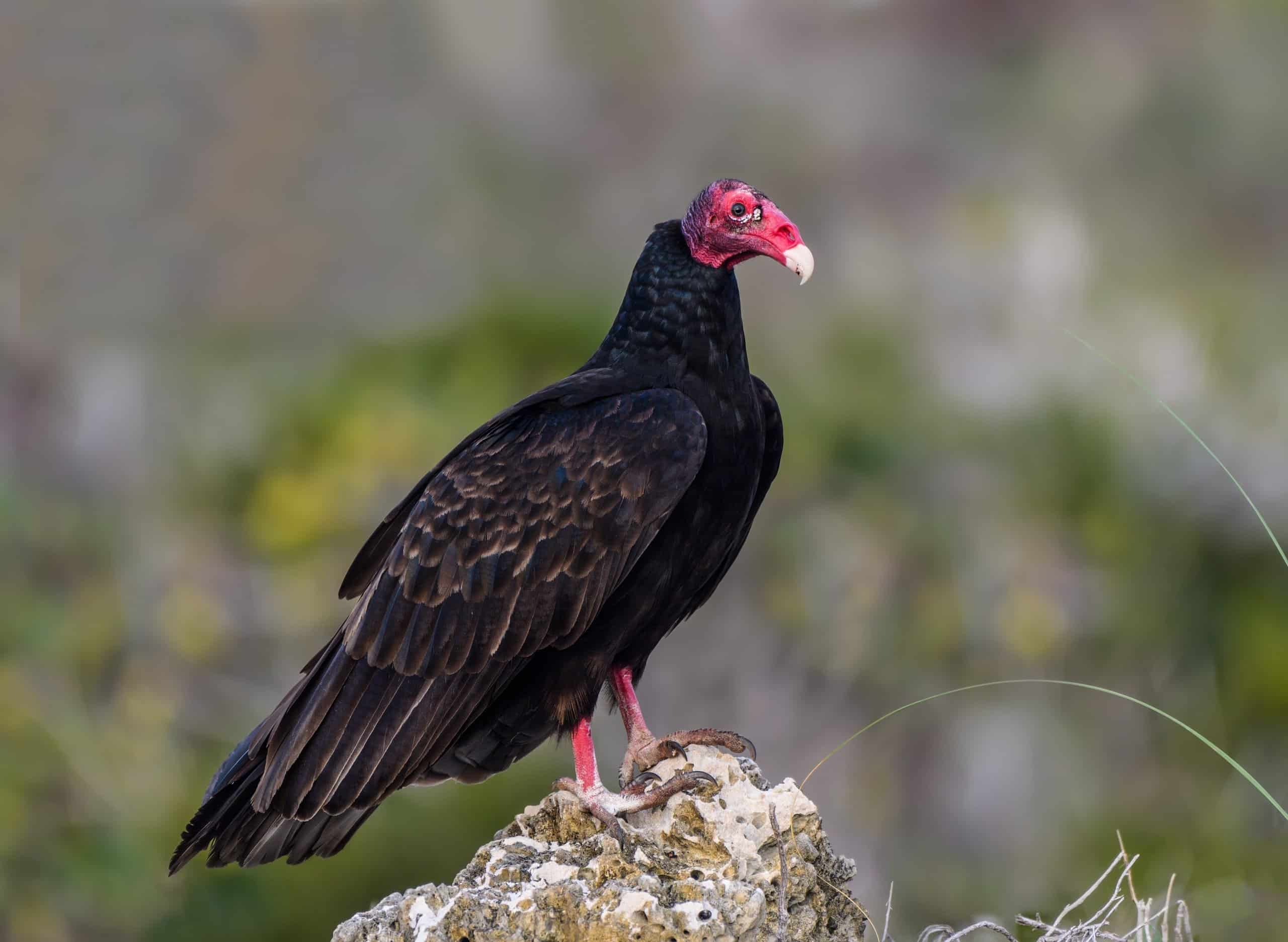 Vulture Bird Facts | Cathartes aura - AZ Animals