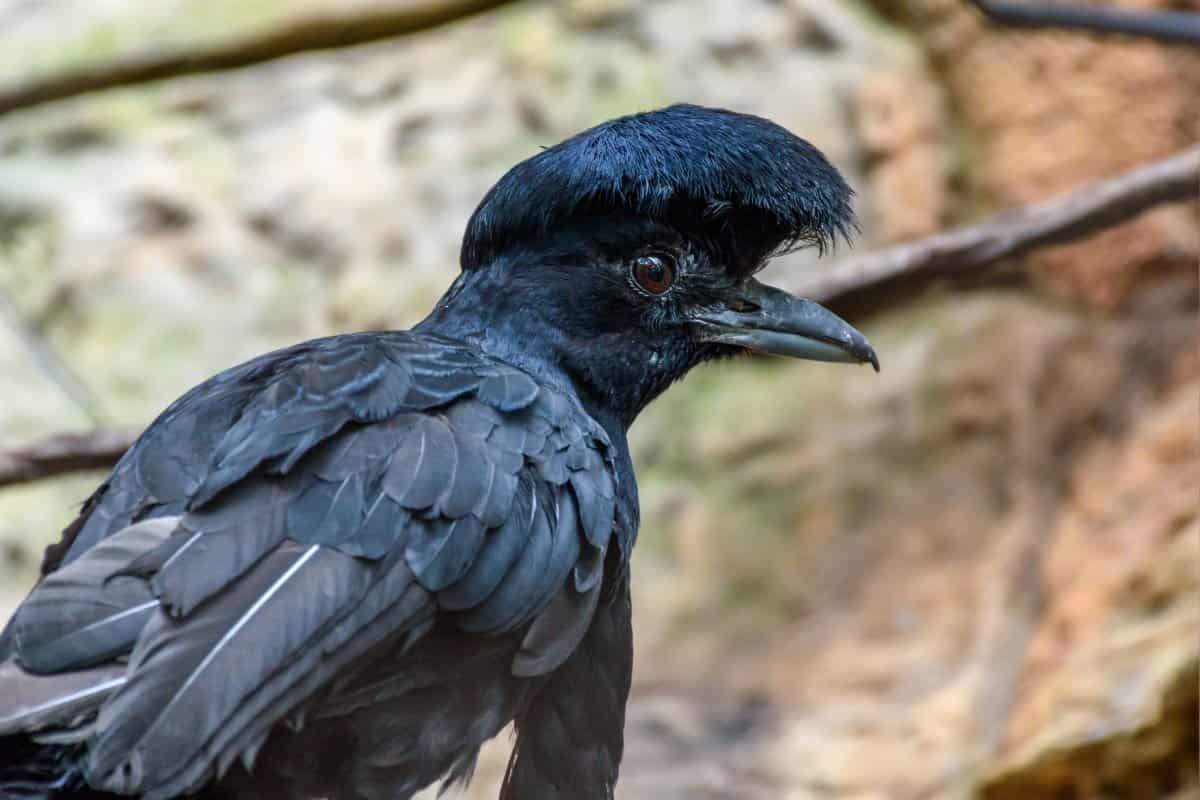 white umbrella bird