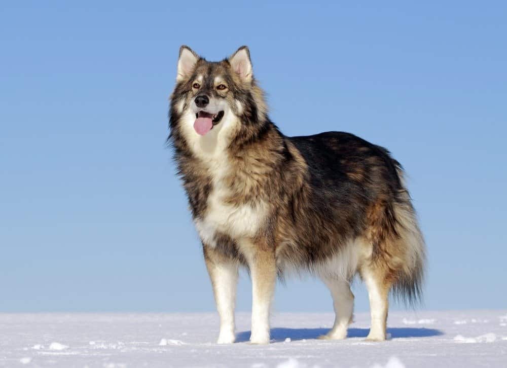 Utonagan in the snow