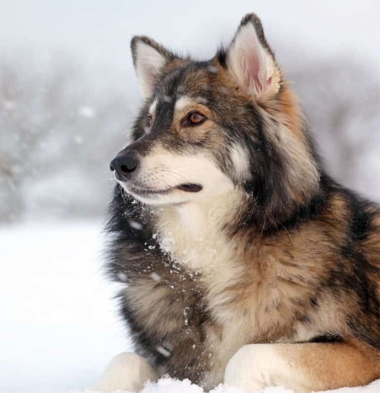 Utonagan in the snow