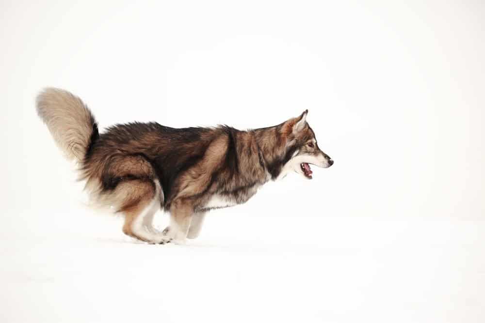 Utonagan dog on white background