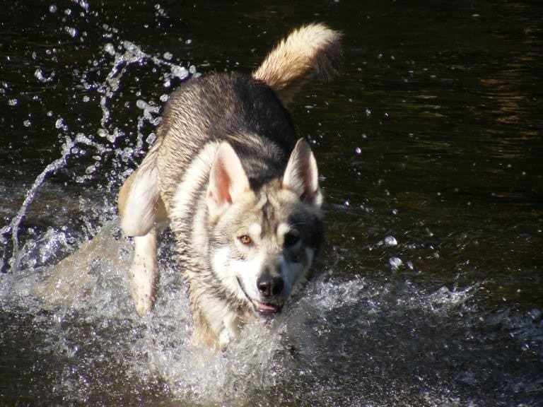 Utonagan dog running through water