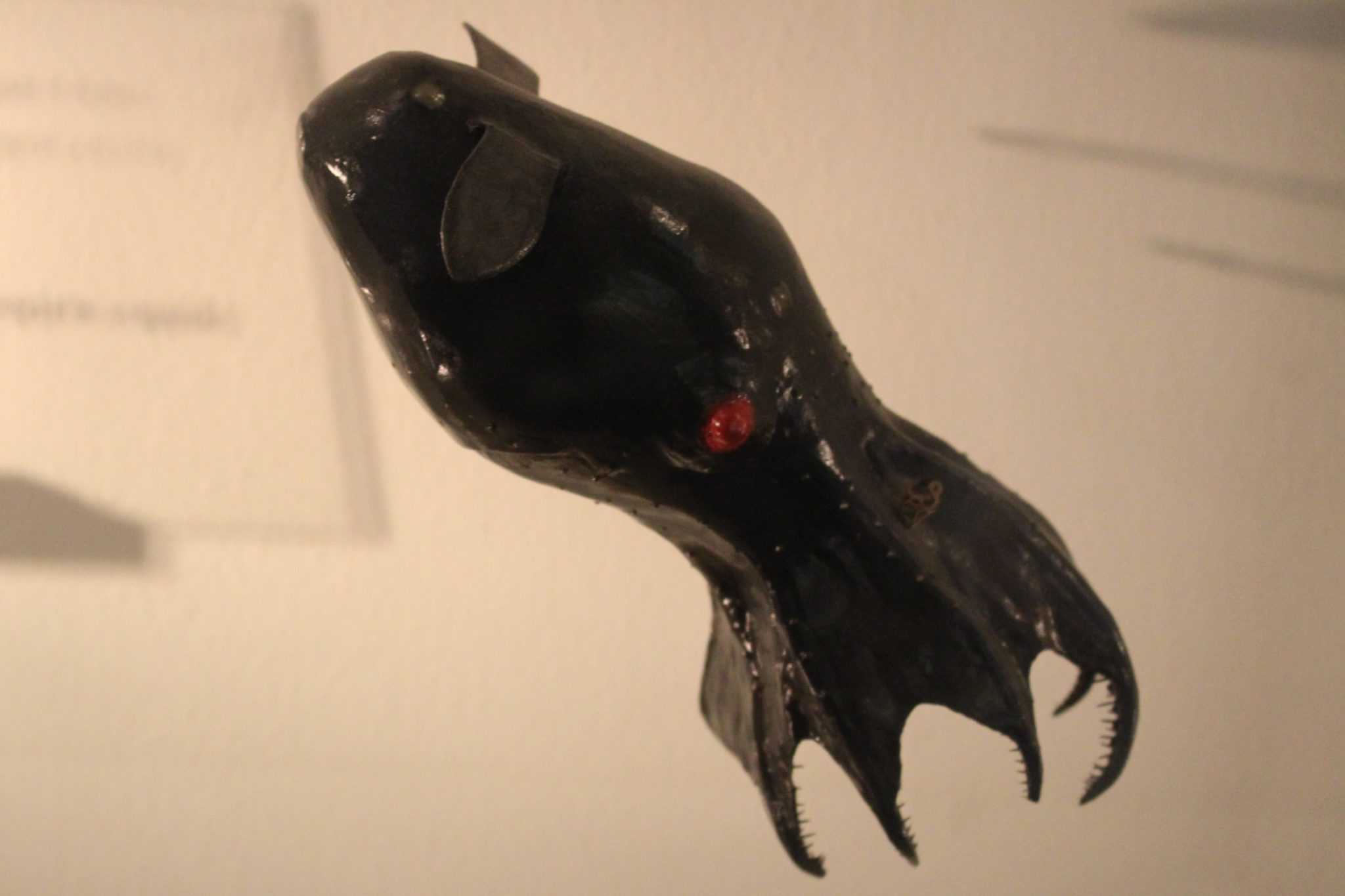 Vampire Squid Animal Facts - Vampyroteuthis infernalis - A-Z Animals