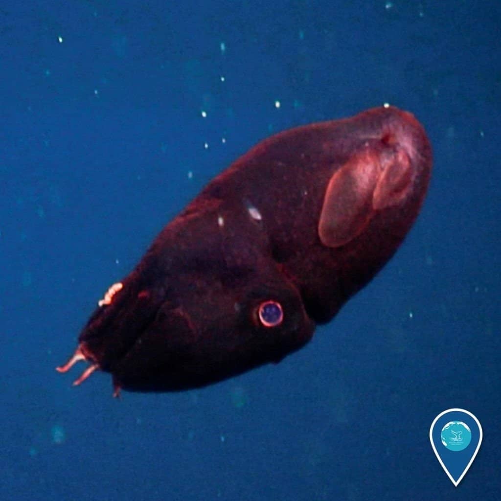 A young Vampire squid (Vampyroteuthis infernalis) surprised the research crew as we started to ascend from Sur Ridge in December 2013. Like many deep-sea cephalopds, vampire squid lack ink sacks. Instead of ink for defense, a sticky cloud of bioluminescent mucus is expelled from the arm tips.