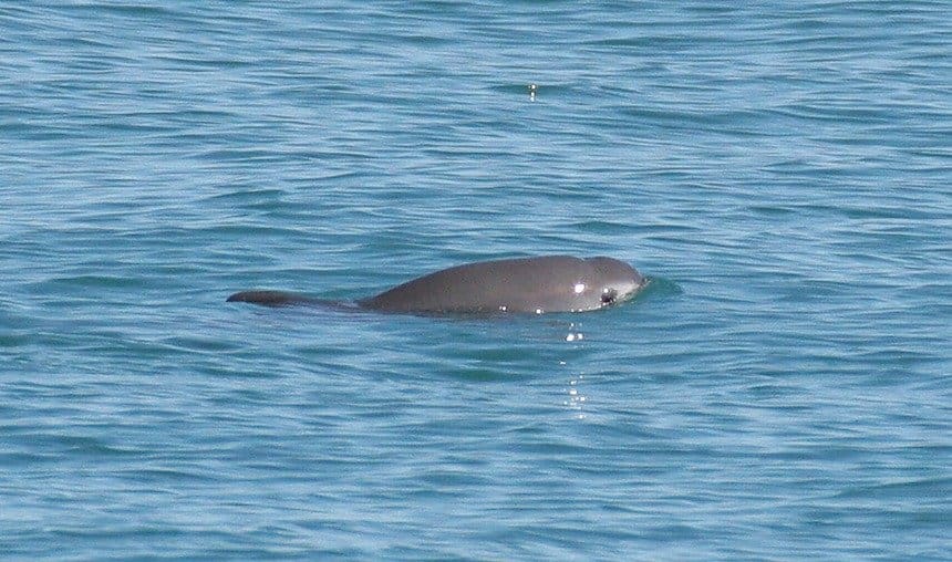 Vaquita