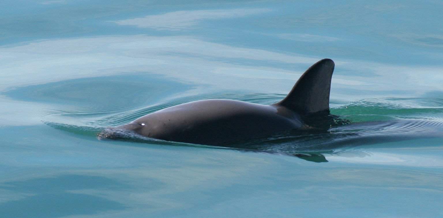 10 Incredible Vaquita Facts IMP WORLD