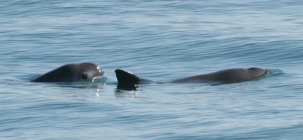 Pair of vaquita swimming