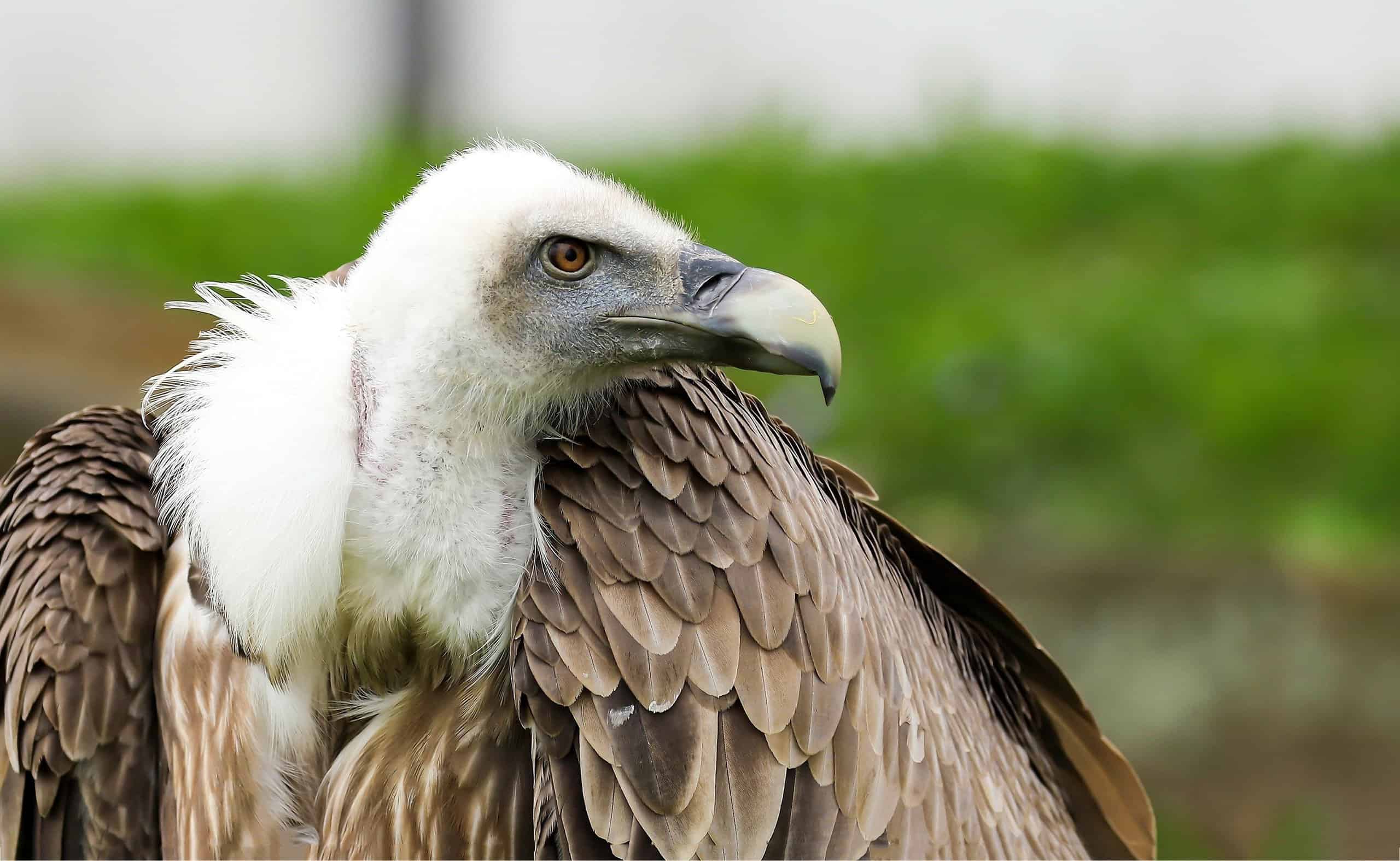 Vulture Bird Facts Cathartes aura AZ Animals