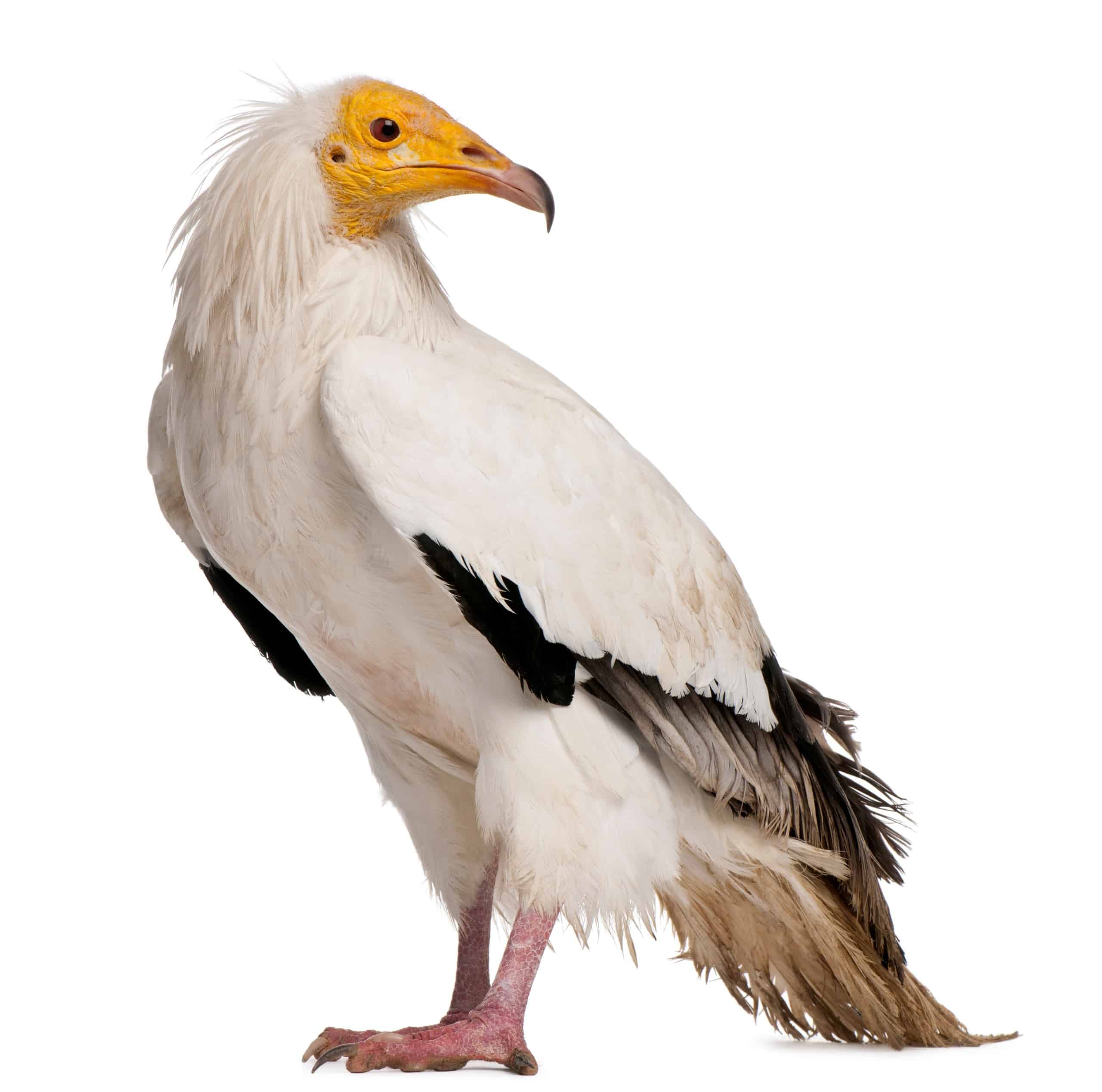 Vulture Standing