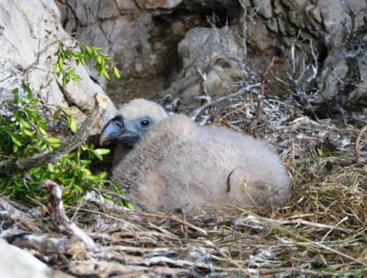 What Do Vultures Eat? 7 Foods In Their Diet - A-Z Animals