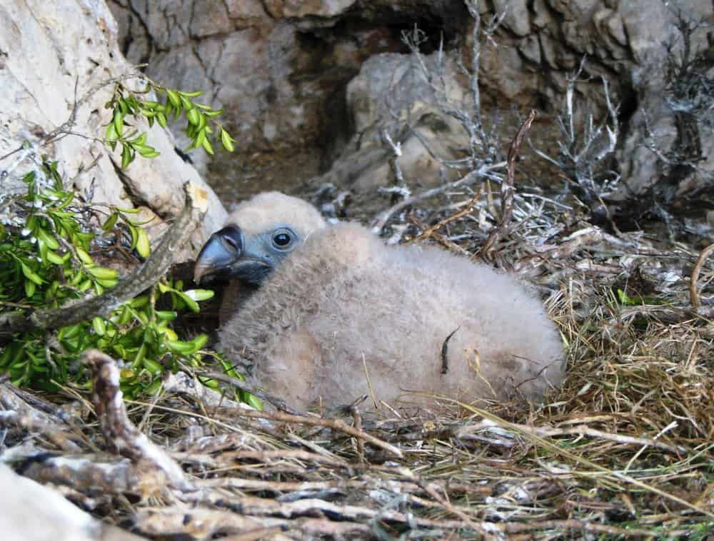 Vulture baby in nest