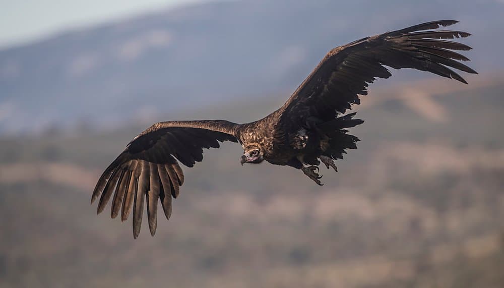 Eurasian black vulture - in flight by mountains