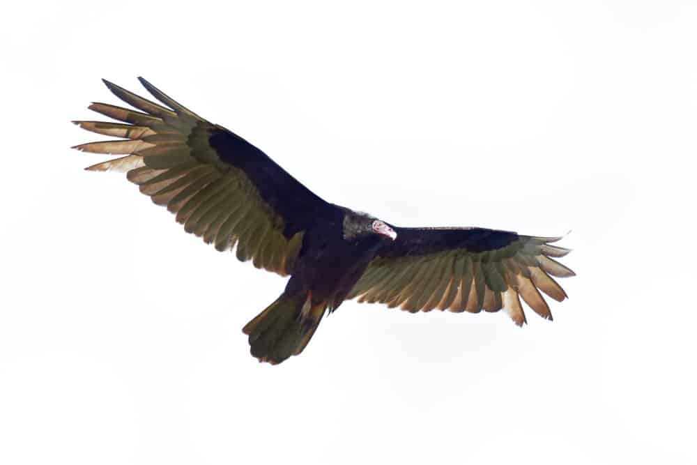 Black Vulture vs Turkey Vulture