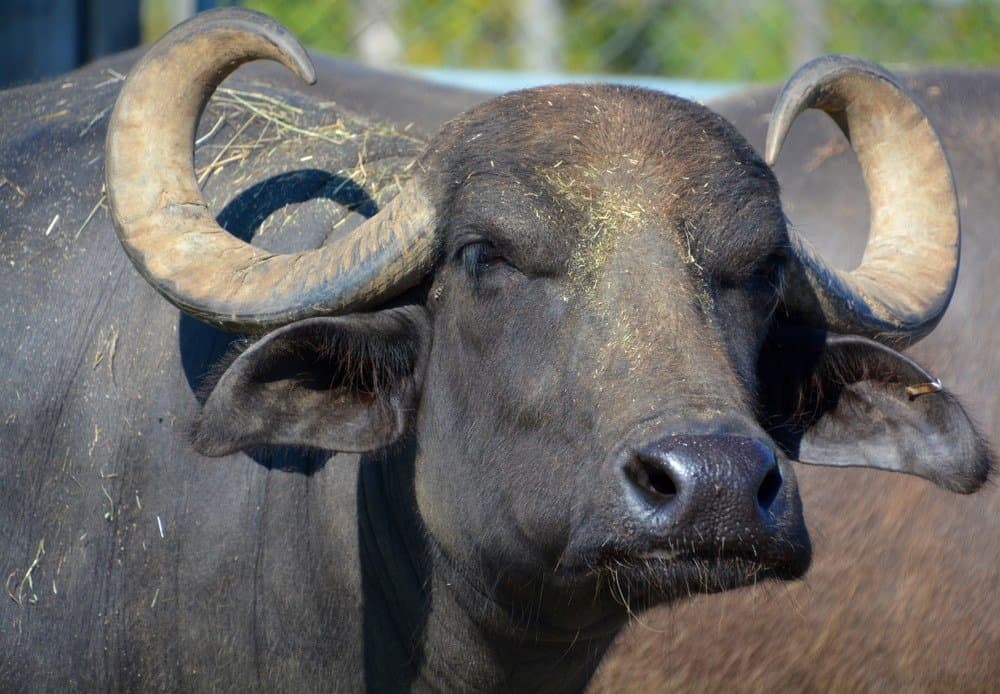 The water buffalo or domestic Asian water buffalo in water