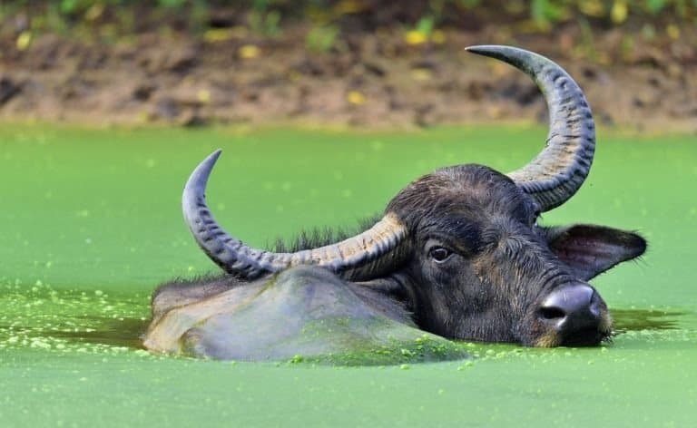 Male water buffalo bathing in the pond in Sri Lanka
