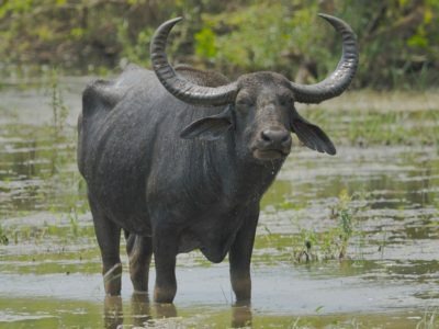 A Water Buffalo