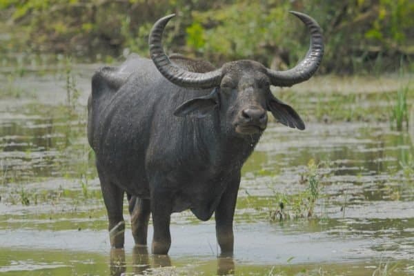 weatherbug buffalo