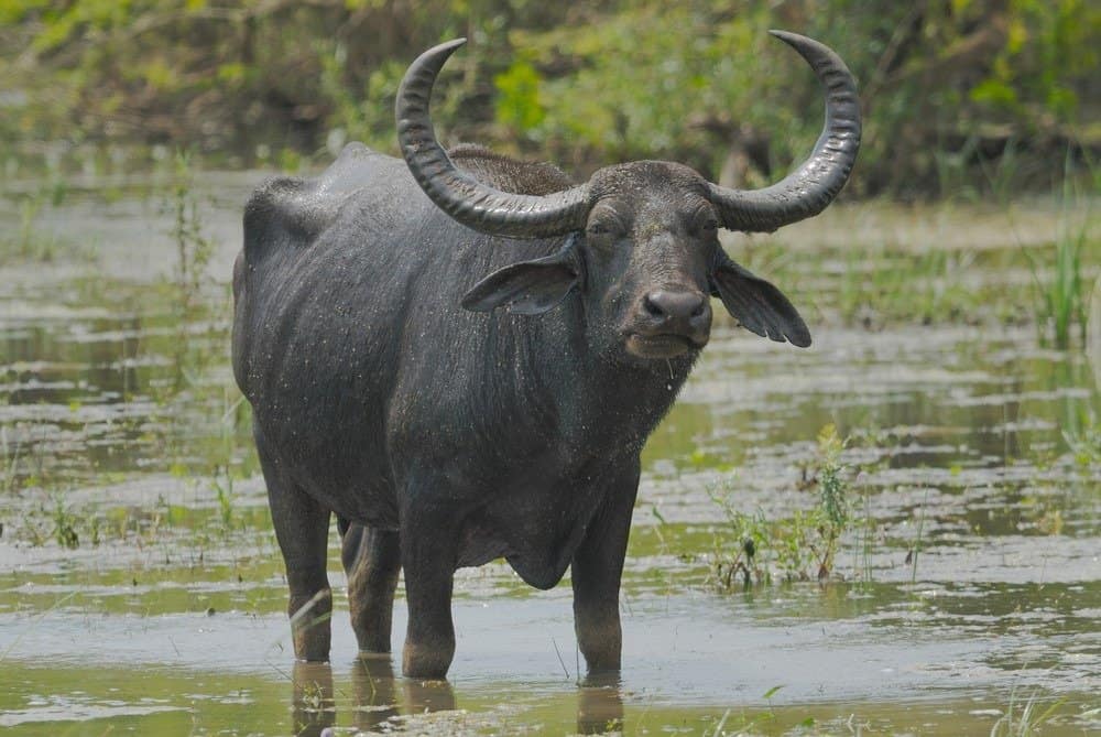 Wild Water Buffalo in Yala West National Park, Sri Lanka