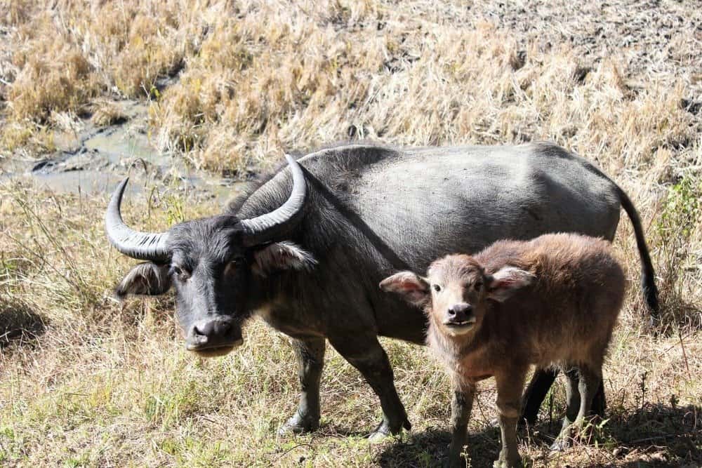 Buffalo and calf gaze at rice fields in Manipur, India