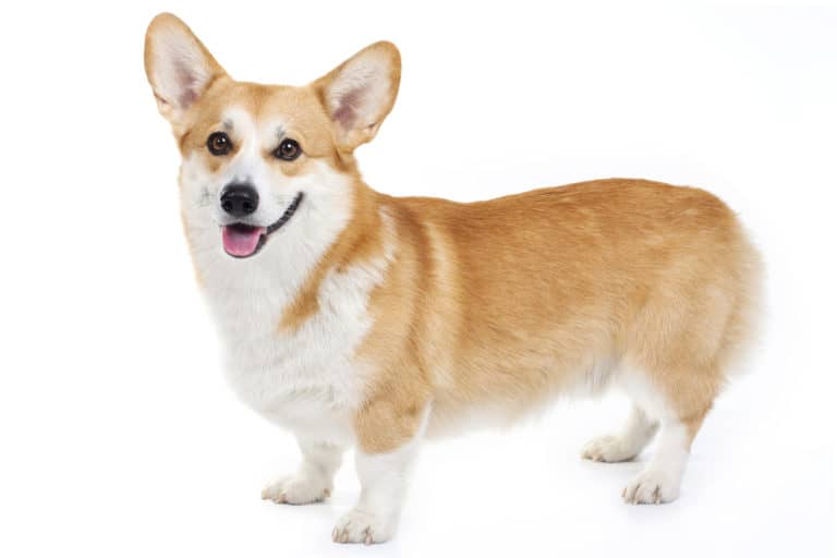 Welsh Corgi (Canis familiaris) - standing against white background