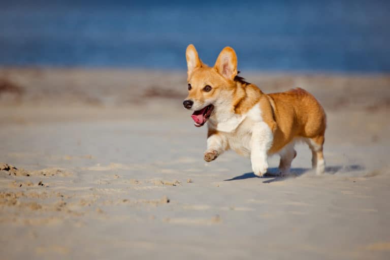 Welsh Corgi (Canis familiaris) - running on beach