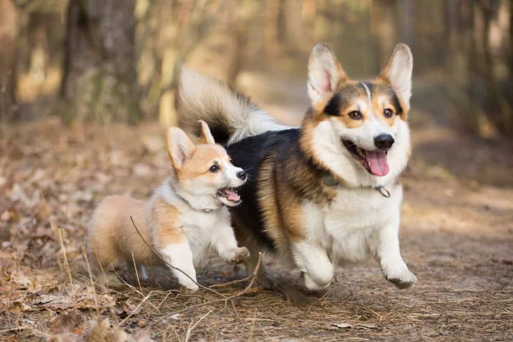 Welsh Corgi (Canis familiaris) - puppy and baby running