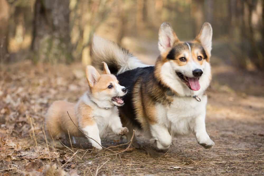 snugababies corgi