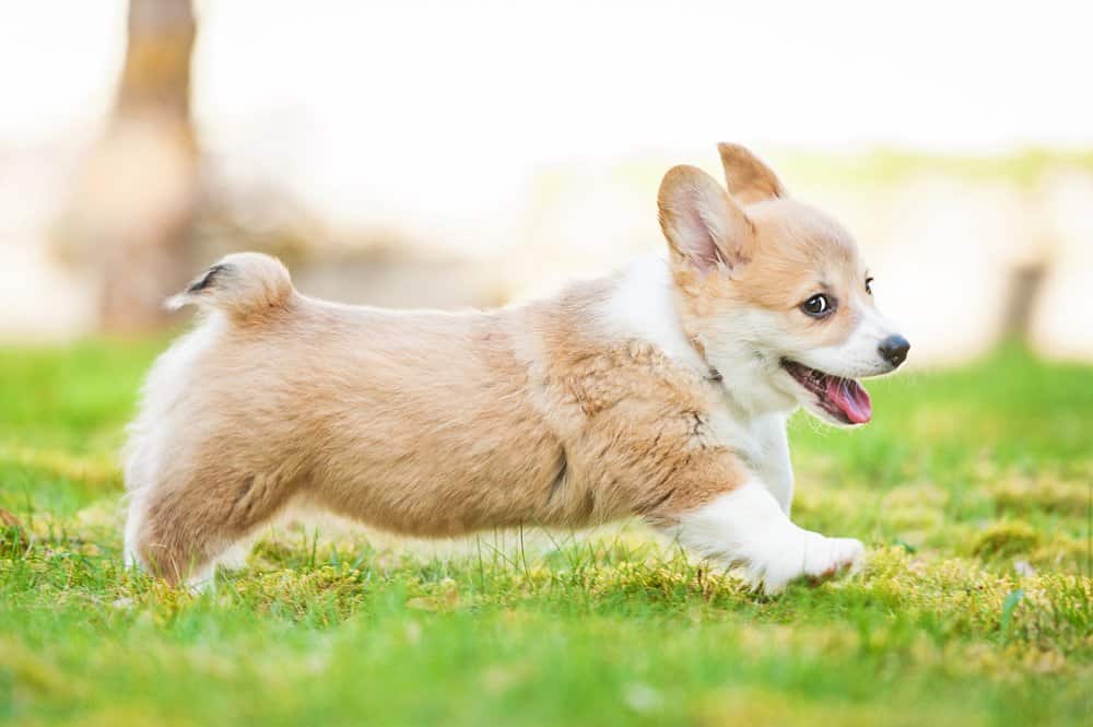 Welsh Corgi (Canis familiaris) - puppy walking through grass