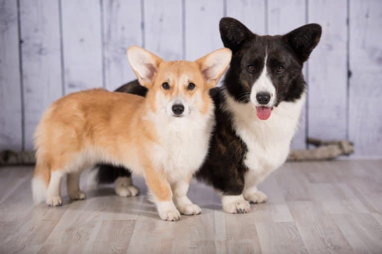 Welsh Corgi (Canis familiaris) - two types tan and black
