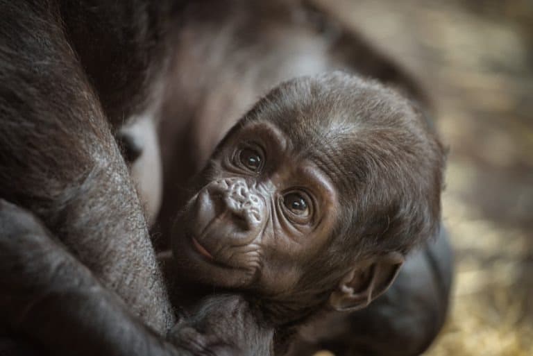 Six-week-old baby of a Western lowland gorilla