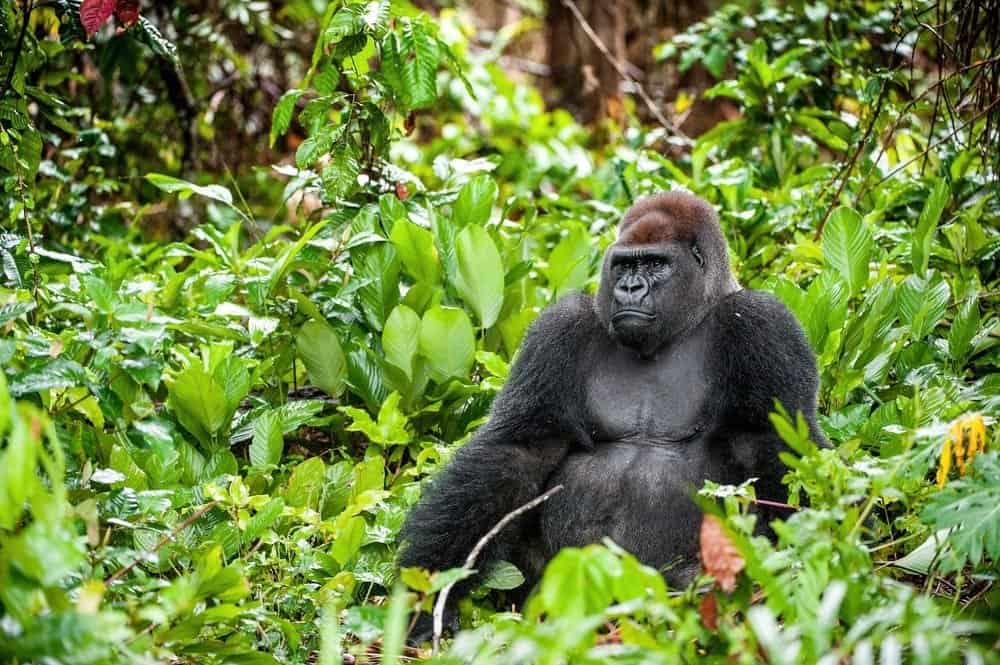 Silverback - adult male of a Western lowland gorilla in a native habitat. Jungle of the Central African Republic.
