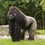 Western lowland gorilla