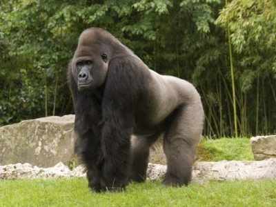 A Gorilla gorilla gorilla