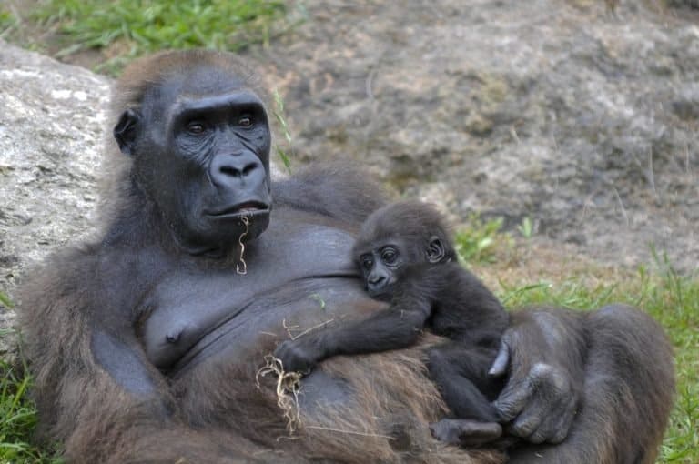 Female Western lowland gorilla with a young offspring on her body