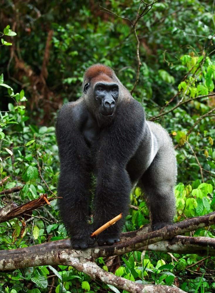 Western Lowland gorilla in a tree