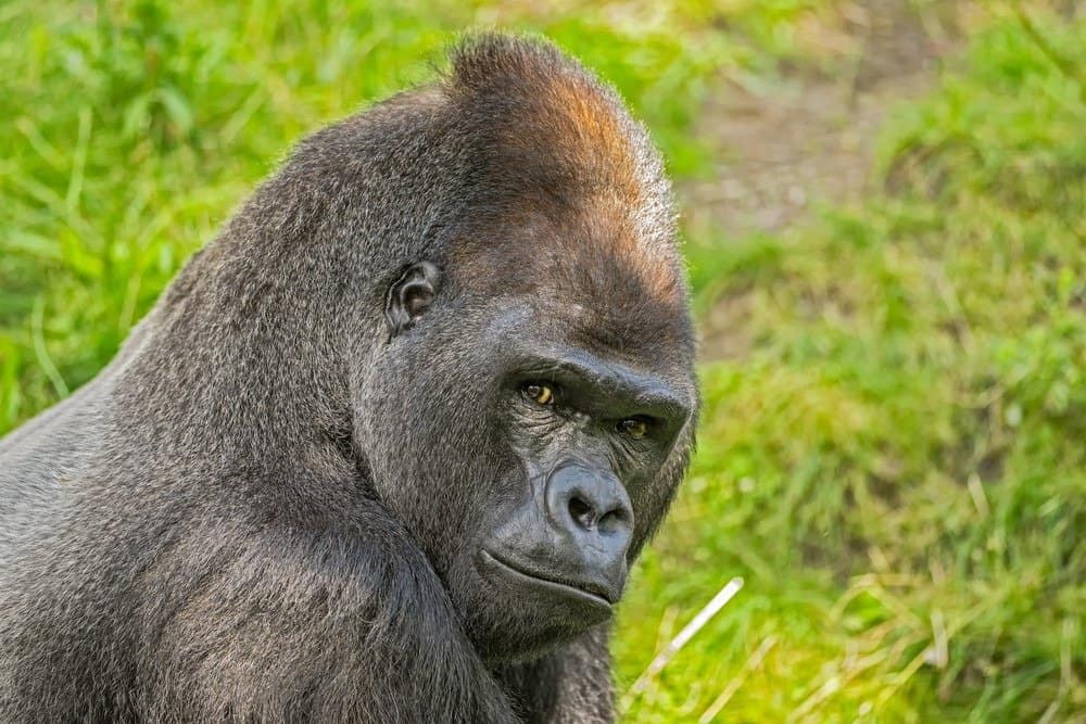Portrait shot of a big western lowland gorilla