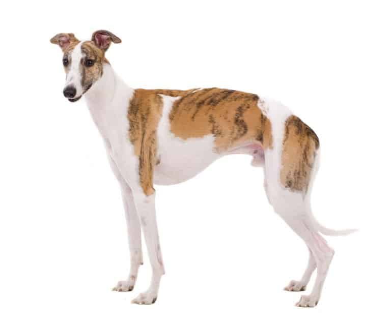 Whippet (Canis familiaris) - standing against white background