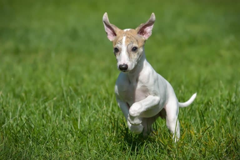 Whippet (Canis familiaris) - puppy running in grass