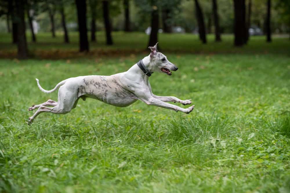 Whippet breed dog running through grass.