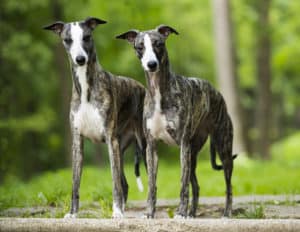 Whippet Prices in 2024: Purchase Cost, Vet Bills, and More! Picture