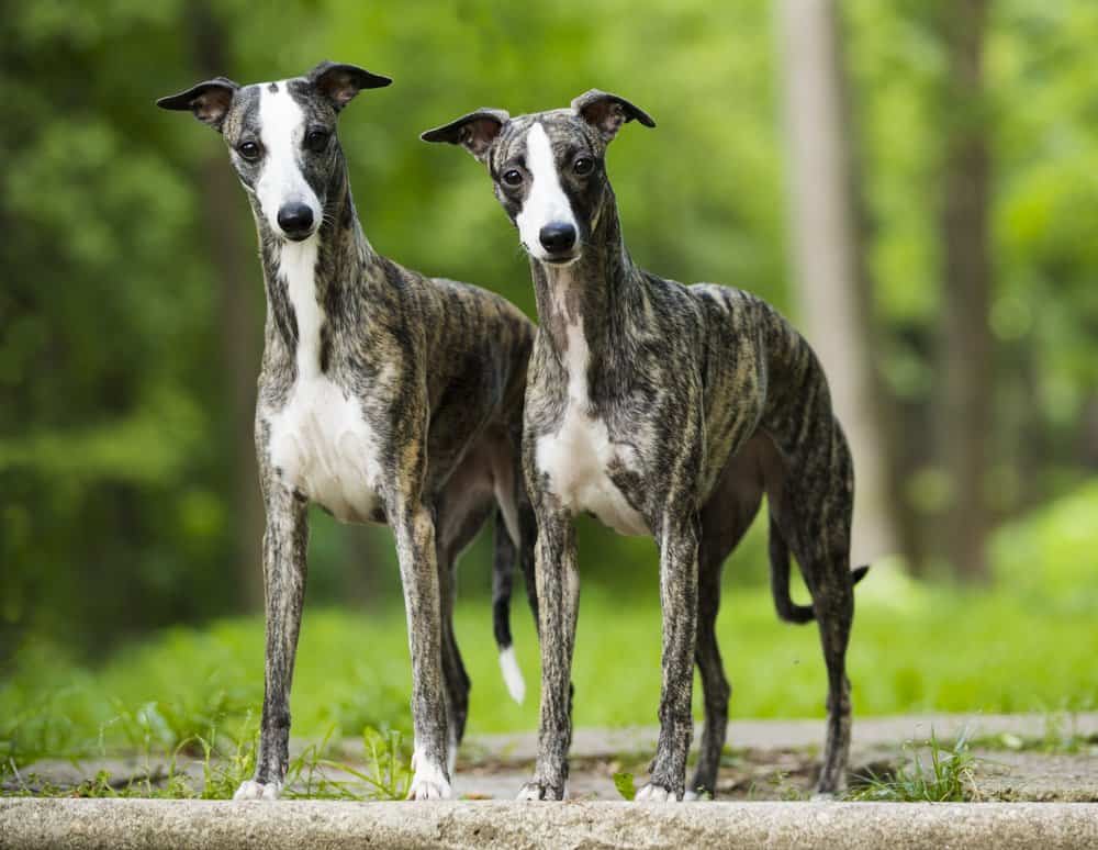 Whippet (Canis familiaris) - standing side by side in woods