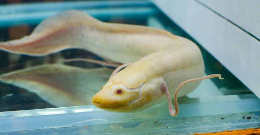 White Albino Lungfish