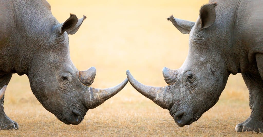 White Rhinoceros (Ceratotherium Simum) head to head - Kruger National Park (South Africa)