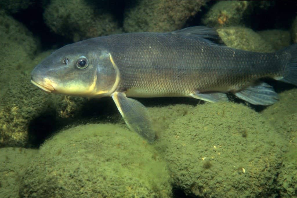 White Sucker Fish