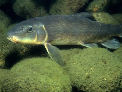 Suckerfish Picture