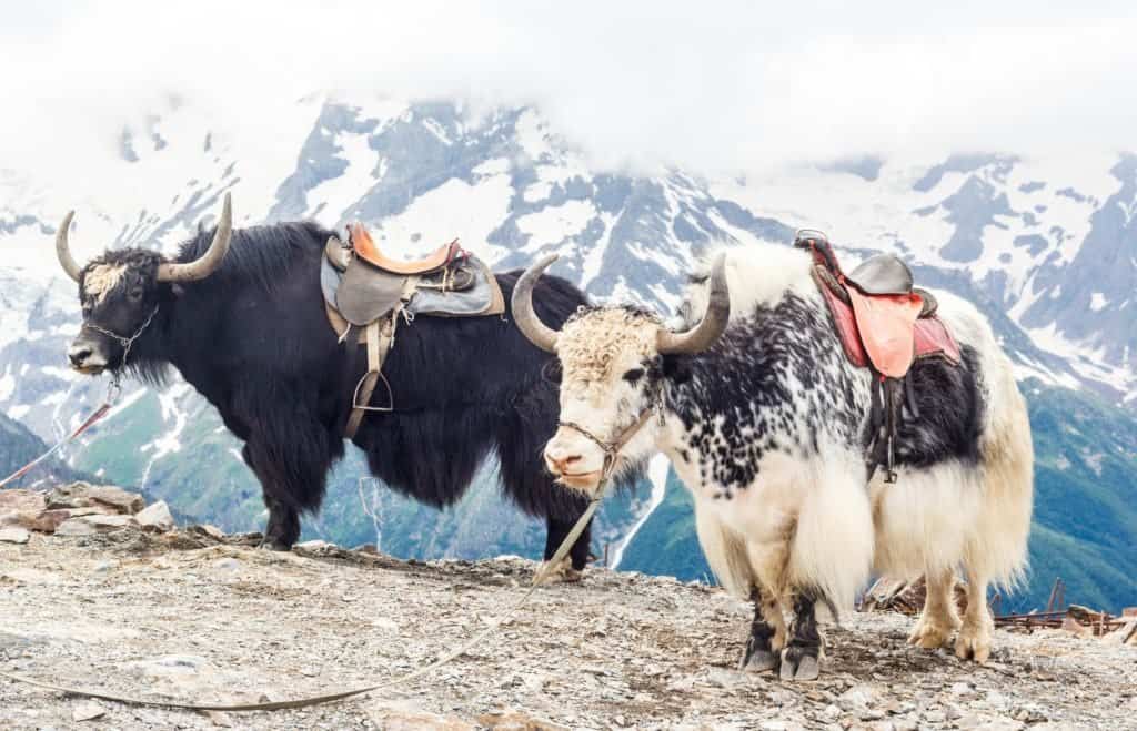 yak vs bison