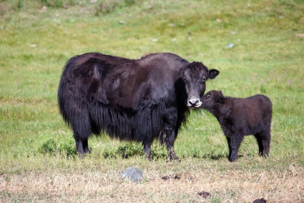 Yak cow and a calf communicate in a green meadow.