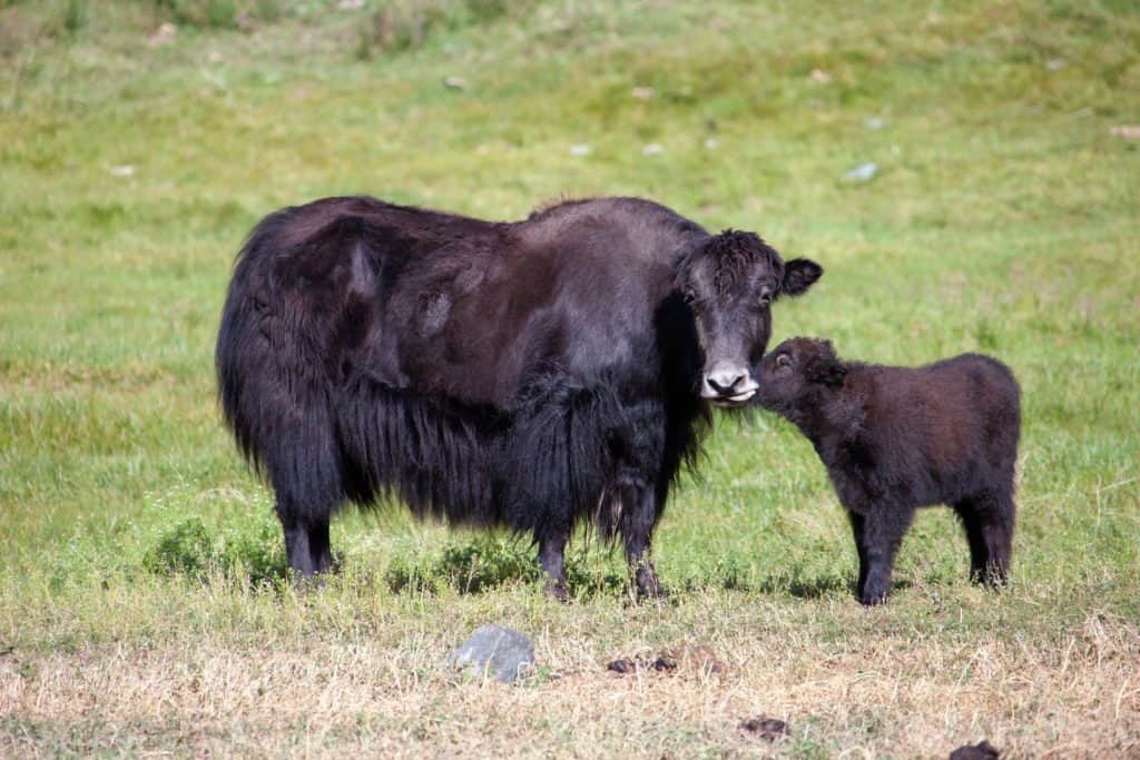 Yak And Calf 1024x683 